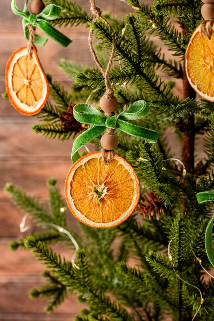 Dried Orange ornaments are hanging on a tree.